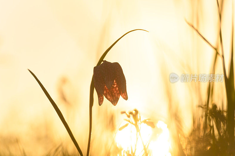 蛇头贝母(Fritillaria meleagris)在一个美丽的春天夕阳草场上